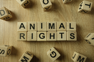 Animal Welfare Report it!